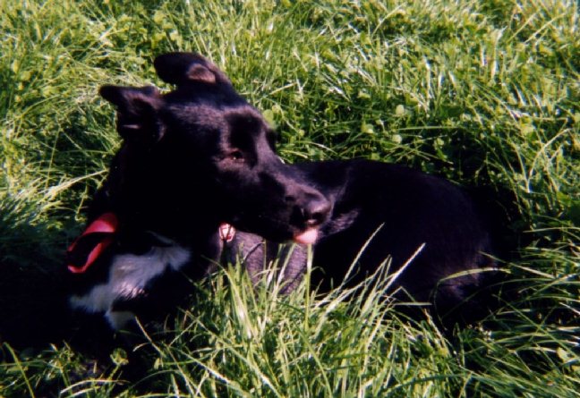 Hund Paco im Jahr 2001 - Foto: Sven Mohrwinkel