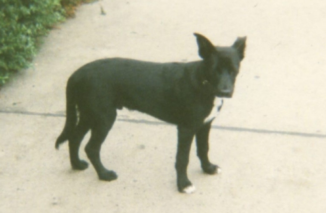 Hund Paco im Jahr 2011 - Foto: Sven Mohrwinkel